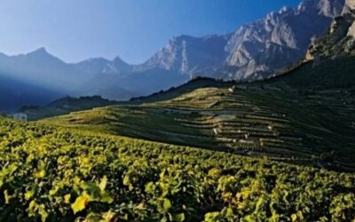 Arrachage de vigne : un mal inévitable selon l’interprofession