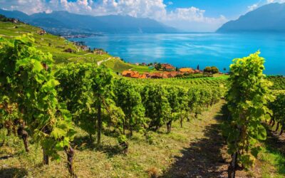 Les vignerons genevois alertent