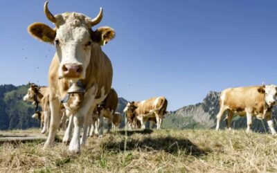 Agriculture: un nouveau virus détecté chez des bovins suisses